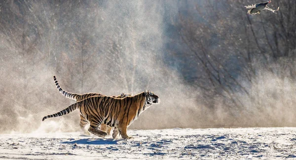 Dois Tigres Siberianos Correndo Prado Nevado Captura Aves Rapina Parque — Fotografia de Stock