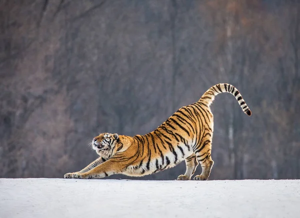 Siberische Tijger Uitrekken Besneeuwde Weide Van Winter Bos Siberische Tijger — Stockfoto