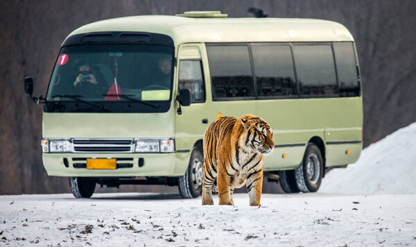 MUDANJIANG PROVINCE, HENGDAOHEZI PARK, CHINA - JANUARY, 29 2018:  Siberian tiger and bus with tourists in the nursery of Siberian Tiger Park.