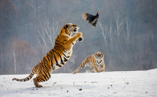 Tigre Siberiano Saltando Mientras Captura Aves Rapaces Bosques Invernales Parque — Foto de Stock