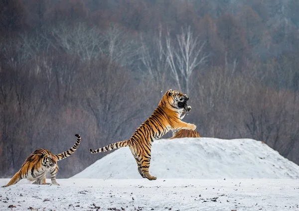 Tigre Siberiano Captura Presa Salto Claro Bosque Invernal Siberian Tiger — Foto de Stock