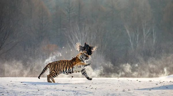 Сибірський Тигр Полювання Полюють Птахів Зимовий Сибірський Тигр Парку Hengdaohezi — стокове фото