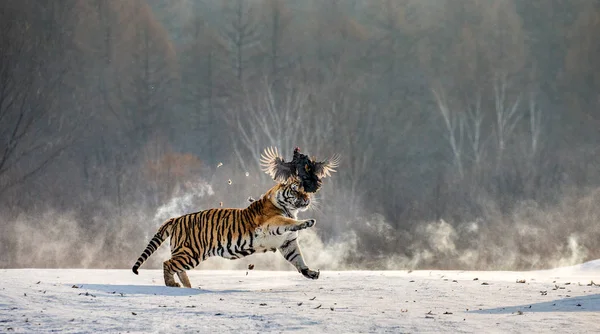 Siberian Tigre Caccia Preda Uccello Nella Foresta Invernale Siberian Tiger — Foto Stock