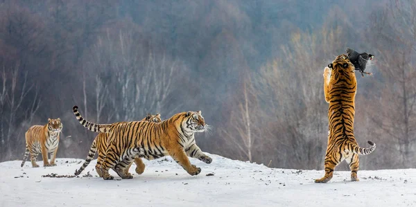Τίγρεις Της Σιβηρίας Κυνήγι Πτηνών Χιονισμένο Λιβάδι Του Χειμώνα Δάσος — Φωτογραφία Αρχείου