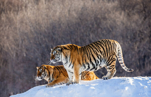 Siberian tigers standing on snow-covered hill, Siberian Tiger Park, Hengdaohezi park, Mudanjiang province, Harbin, China. 