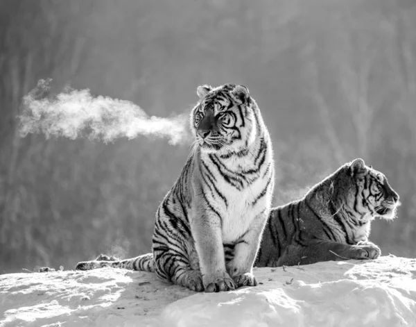 Siberian tigers sitting on snowy hill of winter forest in black and white, Siberian Tiger Park, Hengdaohezi park, Mudanjiang province, Harbin, China.