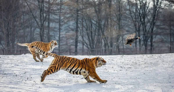 西伯利亚虎在雪原草地上追逐猎物鸟 西伯利亚虎园 衡丹江区横道河子公园 哈尔滨 — 图库照片