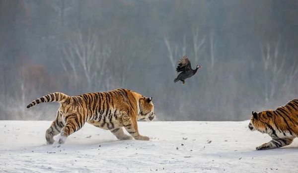 Sibiriska Tigrar Jakt Spel Fågel Vinter Glade Sibirisk Tiger Park — Stockfoto