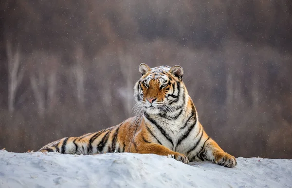 Tigre Siberiano Deitado Neve Clareira Parque Tigre Siberiano Parque Hengdaohezi — Fotografia de Stock