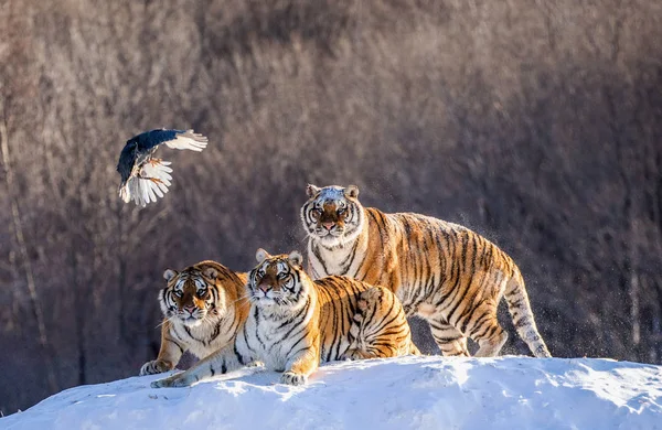 Siberian Tigers Winter Glade Catching Fowl Prey Siberian Tiger Park — Stock Photo, Image