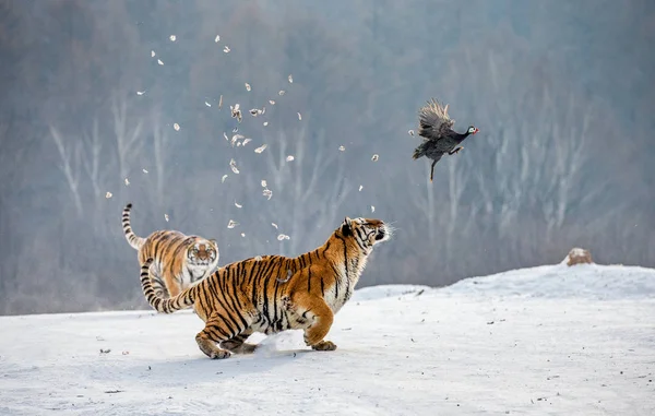 Τίγρεις Της Σιβηρίας Κυνήγι Θήραμα Πουλί Στον Χιονισμένο Λιβάδι Σιβηρική — Φωτογραφία Αρχείου