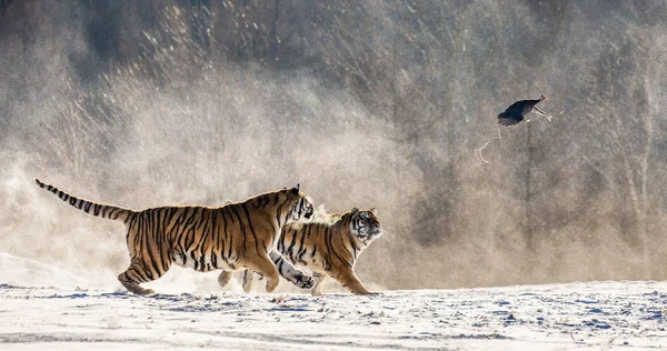 Two Siberian Tigers Running Snowy Meadow Catching Prey Fowl Siberian — Stock Photo, Image