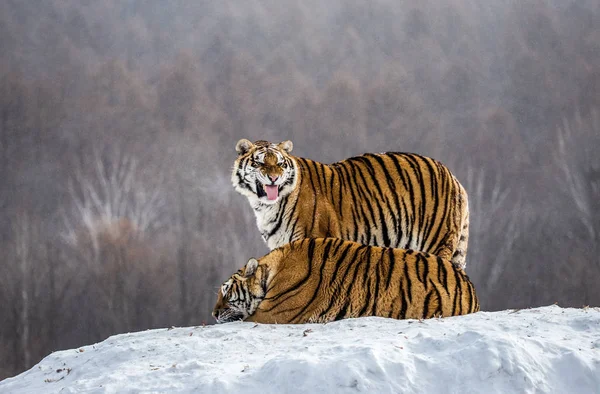 Two Siberian tigers on snow-covered hill in forest, Siberian Tiger Park, Hengdaohezi park, Mudanjiang province, Harbin, China.