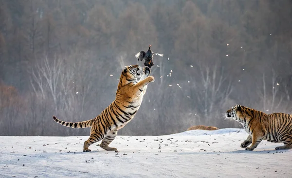哈尔滨市污泥高河子公园西伯利亚虎在冬季森林中猎杀猎物鸟 — 图库照片