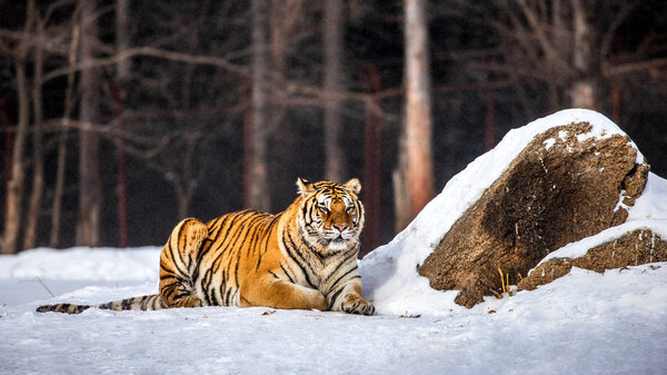 Siberian tiger resting on snow by stone in winter forest, Siberian Tiger Park, Hengdaohezi park, Mudanjiang province, Harbin, China. 
