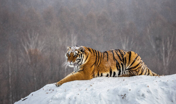 Siberian tiger lying on snow in glade, Siberian Tiger Park, Hengdaohezi park, Mudanjiang province, Harbin, China. 