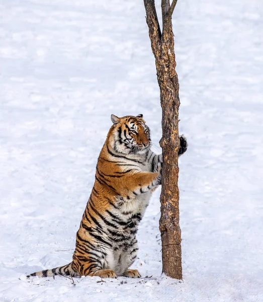 Siberian Tiger Scratching Tree Trunk Snowy Glade Siberian Tiger Park — Stock Photo, Image