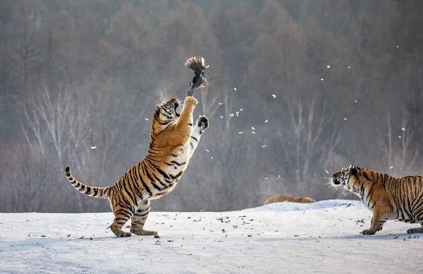 Siberian Tigers Hunting Prey Bird Winter Forest Siberian Tiger Park — Stock Photo, Image