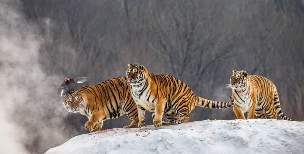 Grupo Tigres Siberianos Caça Presa Inverno Glade Siberian Tiger Park — Fotografia de Stock