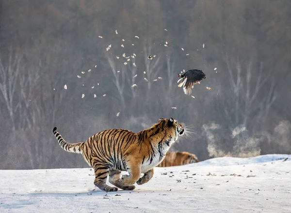 Siberian Tigre Caccia Preda Uccello Nella Foresta Invernale Siberian Tiger — Foto Stock