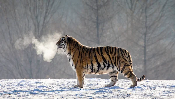 Siberian tiger standing in snowy glade in cloud of steam in hard frost, Siberian Tiger Park, Hengdaohezi park, Mudanjiang province, Harbin, China.