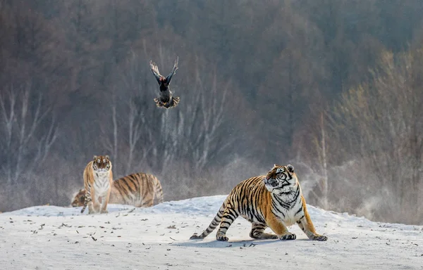 Group of Siberian tigers hunting on flying fowl in wintry forest, Siberian Tiger Park, Hengdaohezi park, Mudanjiang province, Harbin, China.