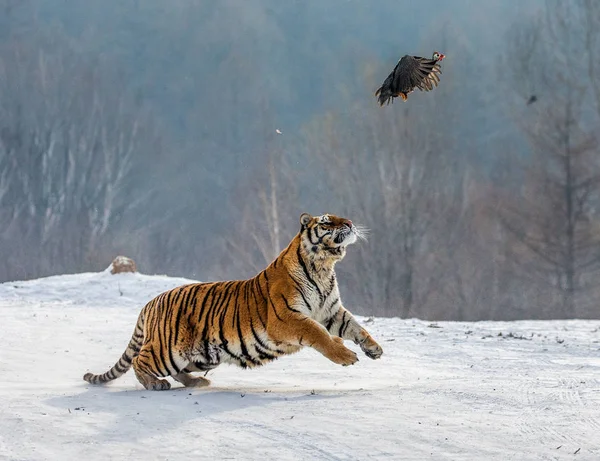 Tigre Siberiana Caccia Prede Volanti Nella Foresta Invernale Parco Tigre — Foto Stock