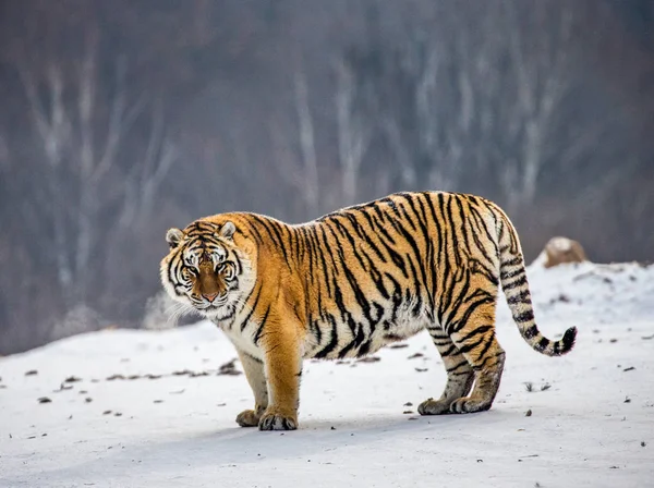 Szibériai Tigris Havas Rét Téli Erdő Szibériai Tigris Park Hengdaohezi — Stock Fotó