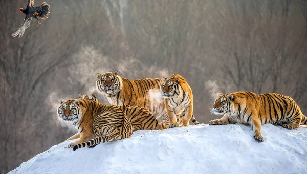 Siberian Tigers Watching Flying Prey Bird Winter Siberian Tiger Park — Stock Photo, Image