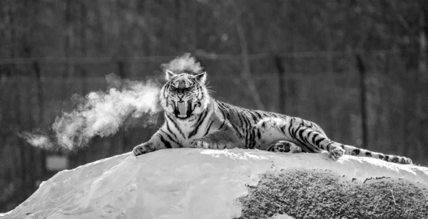 Сибирский Тигр Лежит Зевает Снежном Лугу Зимнего Леса Черно Белом — стоковое фото