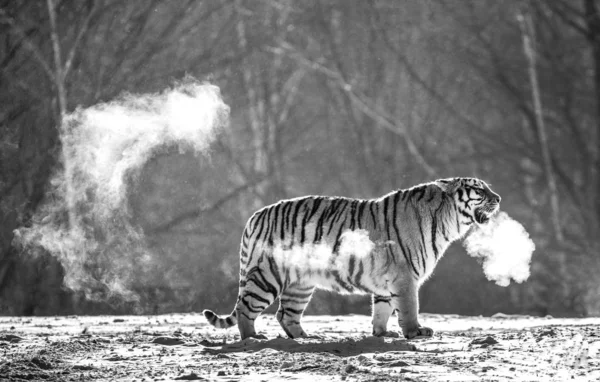 Siberian tiger standing in snowy glade in cloud of steam in hard frost in black and white, Siberian Tiger Park, Hengdaohezi park, Mudanjiang province, Harbin, China.