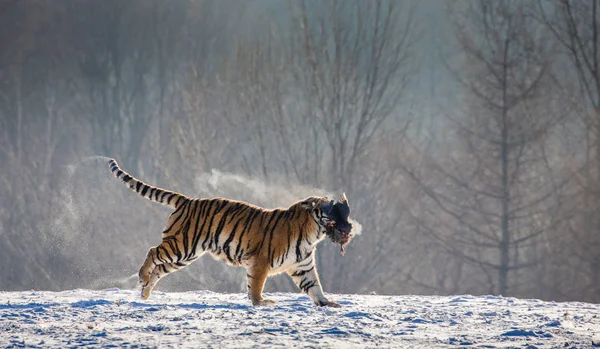 Sibirisk Tiger Att Fånga Byten Höns Vinter Skog Sibirisk Tiger — Stockfoto