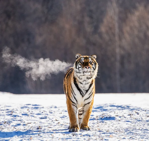 Szibériai Tigris Havas Rét Téli Erdő Szibériai Tigris Park Hengdaohezi — Stock Fotó