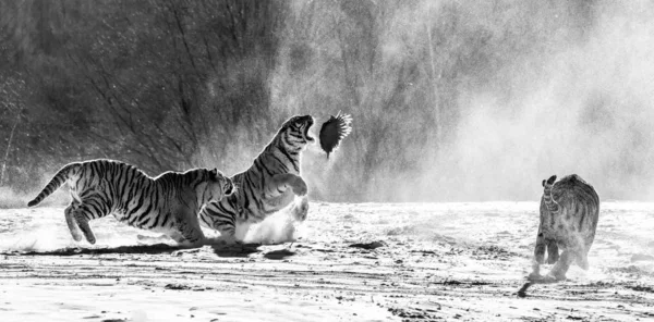 Group of Siberian tigers hunting on prey fowl on snowy meadow of winter forest in black and white, Siberian Tiger Park, Hengdaohezi park, Mudanjiang province, Harbin, China.