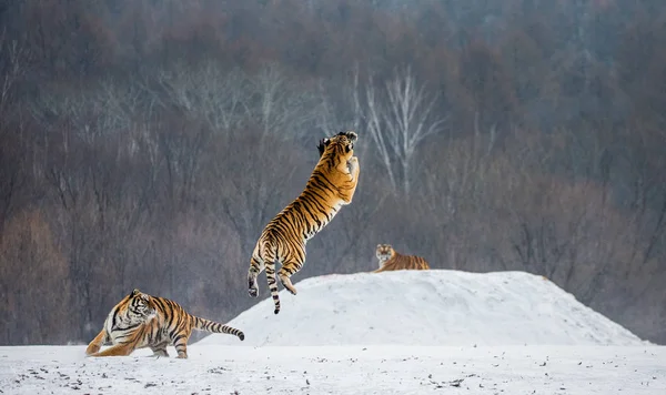 Tigre Siberiano Captura Presa Salto Clareira Floresta Invernal Parque Tigre — Fotografia de Stock