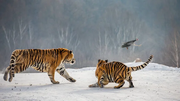 Szibériai Tigris Vadászat Játék Madár Téli Glade Szibériai Tigris Park — Stock Fotó