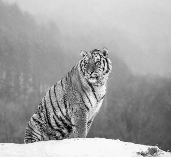 Sibirischer Tiger Sitzt Auf Einer Verschneiten Wiese Des Winterwaldes Schwarz — Stockfoto