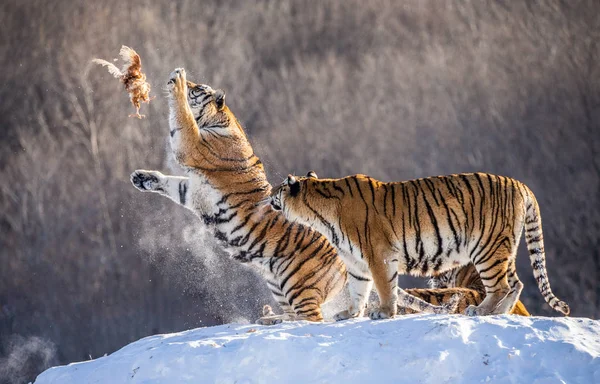 Sibirische Tiger Winter Lichtung Springen Und Fangen Geflügel Beute Sibirischer — Stockfoto