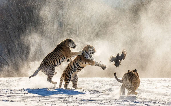 Grupo Tigres Siberianos Cazando Aves Rapaces Prados Nevados Bosque Invierno — Foto de Stock