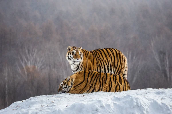 Dois Tigres Siberianos Colina Coberta Neve Floresta Parque Tigre Siberiano — Fotografia de Stock