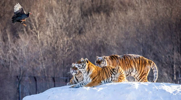Τίγρεις Της Σιβηρίας Χειμώνα Ξέφωτο Σύλληψη Πτηνών Θήραμα Σιβηρική Τίγρη — Φωτογραφία Αρχείου