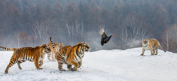 Group of Siberian tigers hunting game bird in snowy glade, Siberian Tiger Park, Hengdaohezi park, Mudanjiang province, Harbin, China. 