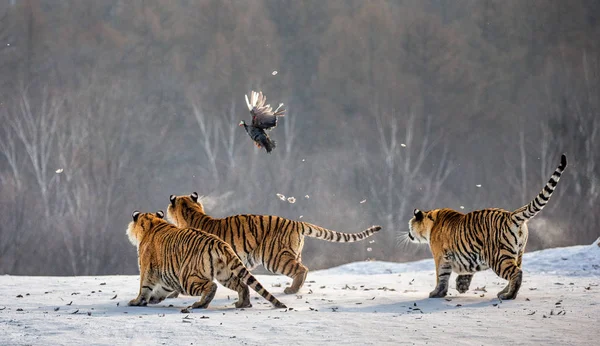 Tigres Siberianos Caçam Aves Rapina Floresta Inverno Parque Tigre Siberiano — Fotografia de Stock