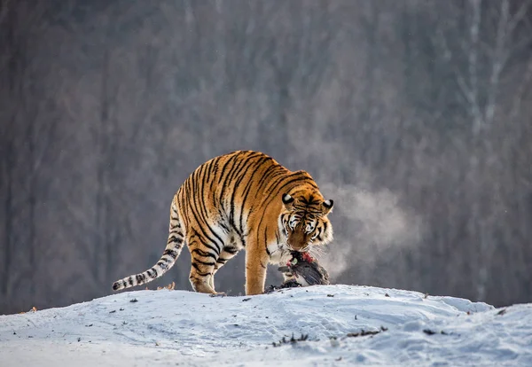 Sibirisk Tiger Äter Bytesdjur Vinter Skog Sibirisk Tiger Park Hengdaohezi — Stockfoto