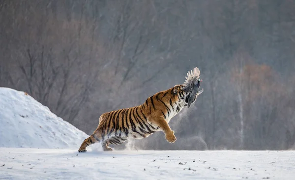 Sibirisk Tiger Fånga Spelet Höns Snöiga Glade Sibirisk Tiger Park — Stockfoto