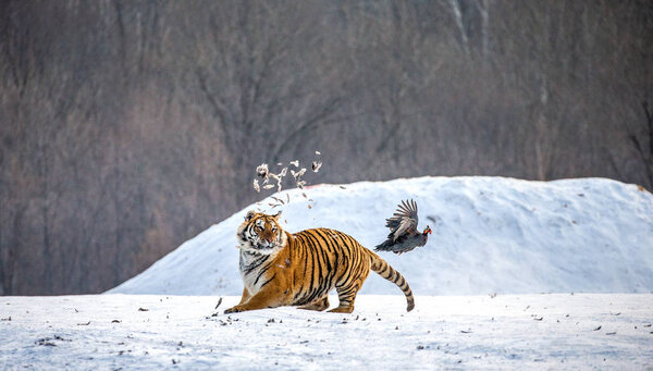 Siberian tiger catching game fowl in snowy glade, Siberian Tiger Park, Hengdaohezi park, Mudanjiang province, Harbin, China. 