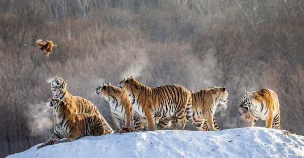 Group of Siberian tigers hunting prey on snowy meadow of winter forest, Siberian Tiger Park, Hengdaohezi park, Mudanjiang province, Harbin, China.