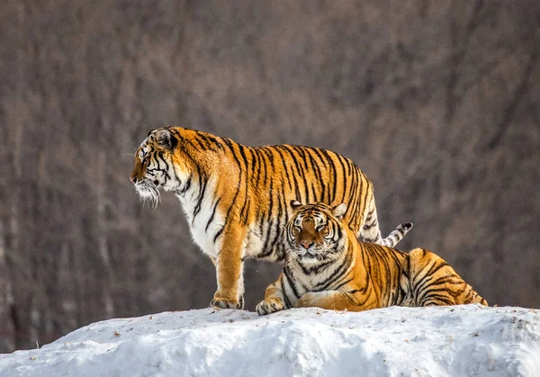 Two Siberian tigers on snow-covered hill in forest, Siberian Tiger Park, Hengdaohezi park, Mudanjiang province, Harbin, China.