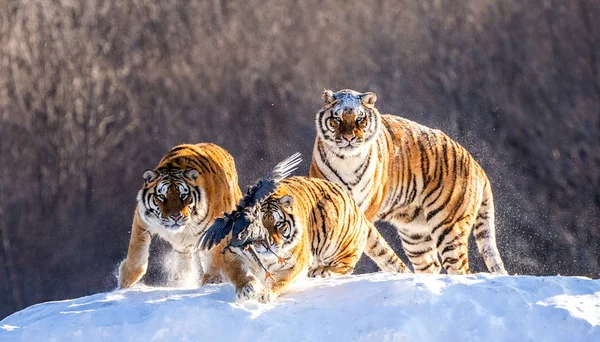 Tigres Siberianos Clareira Inverno Capturando Presas Aves Parque Tigre Siberiano — Fotografia de Stock