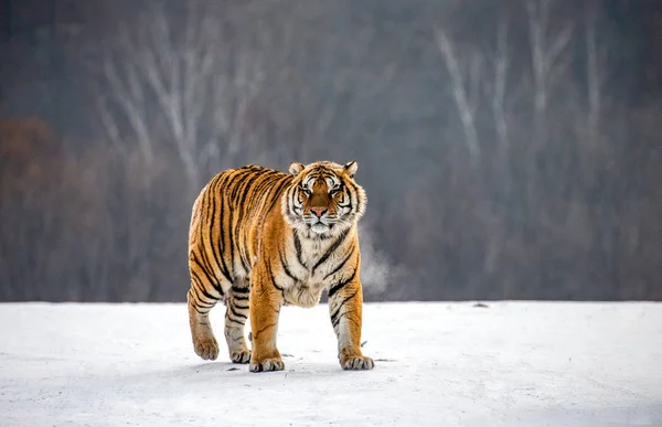 Siberian tiger walking on snowy meadow of winter forest, Siberian Tiger Park, Hengdaohezi park, Mudanjiang province, Harbin, China.